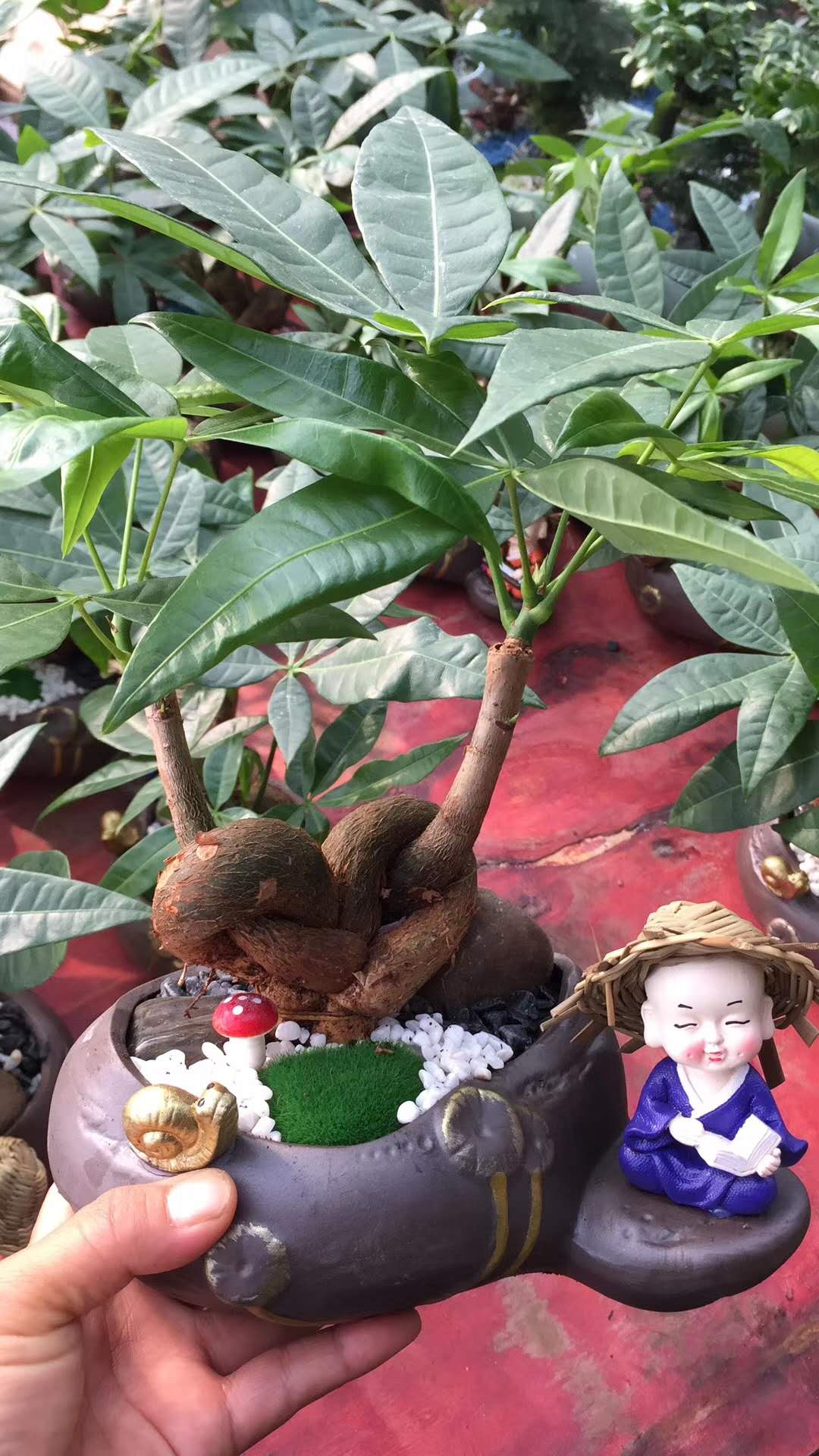 江阴花草租赁,江阴花木租赁