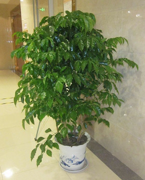 花卉租摆的植物种类有哪些？