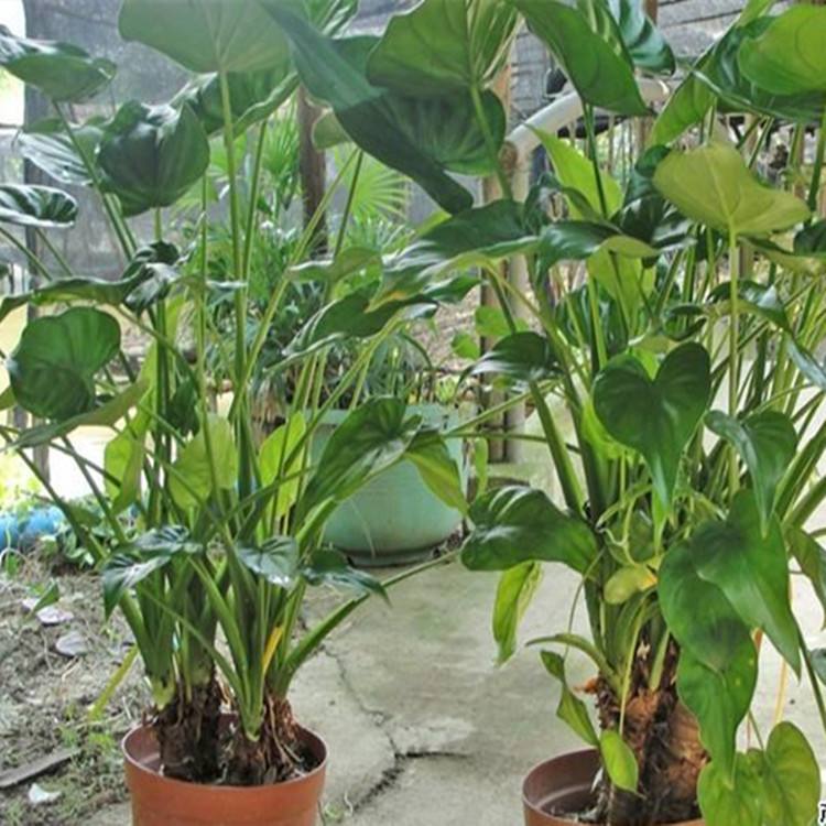 植物租赁富贵竹养殖方法及注意要点