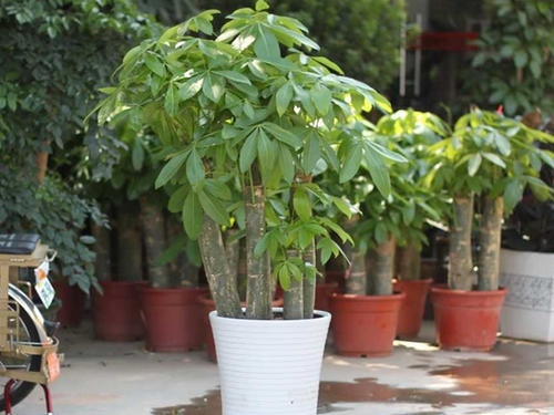 植物花卉租赁