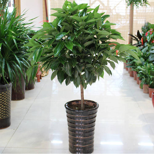 植物租赁富贵竹养殖方法及注意要点