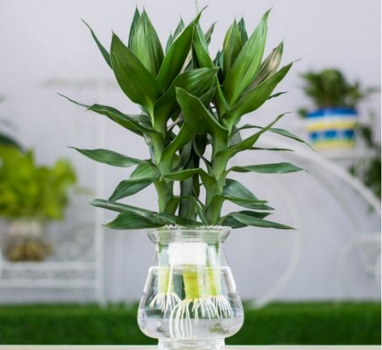什么是绿植租摆?