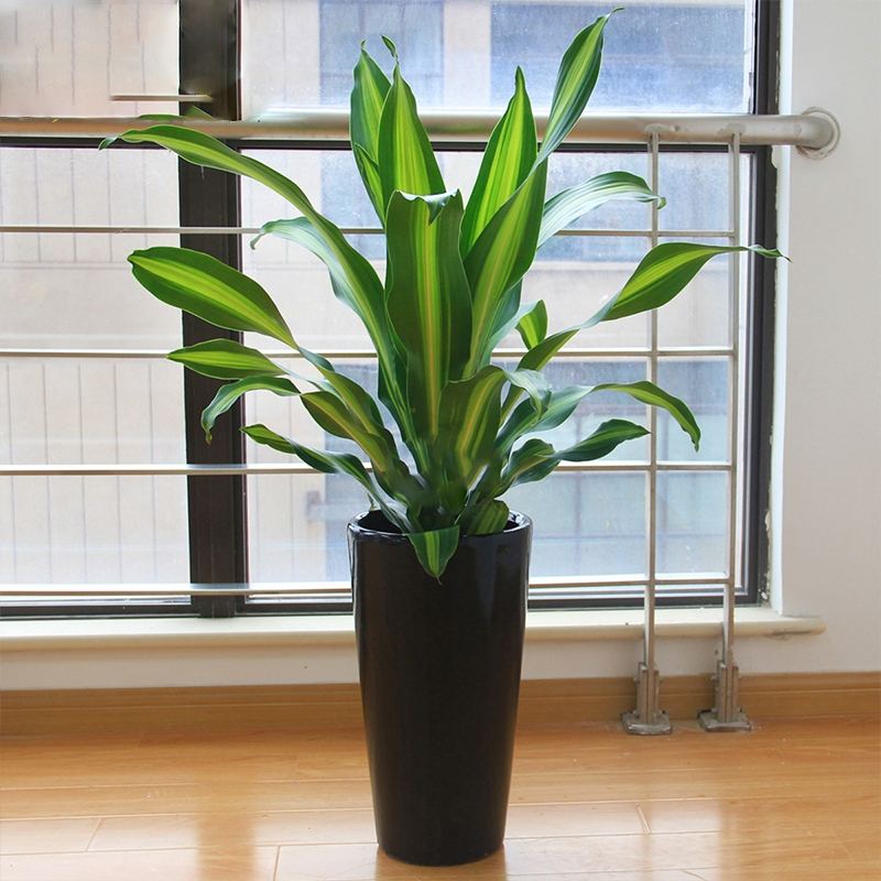 江阴绿植批发——绿植的正确摆放（一）