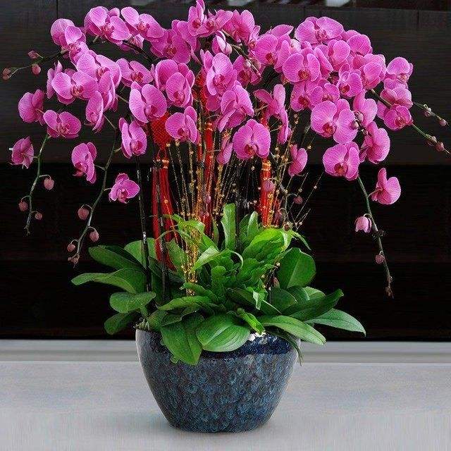 江阴花卉租摆的具体实施方案