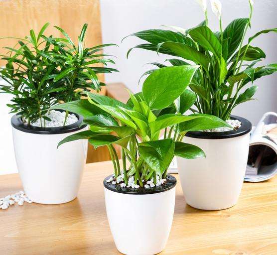 在室内摆放植物有哪些好处