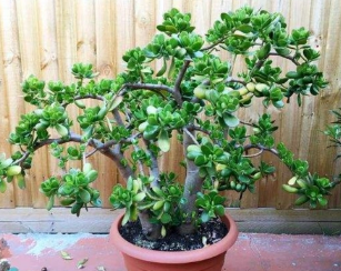 冬天不适合在室内养殖的植物